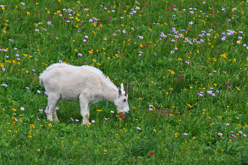 Mountain Goat Kid and Wildflowers
