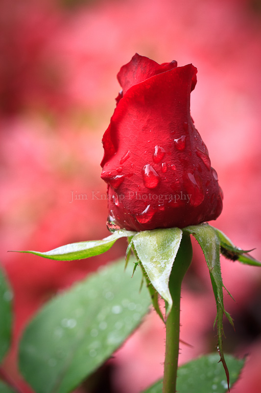 Raindrops on Rose()