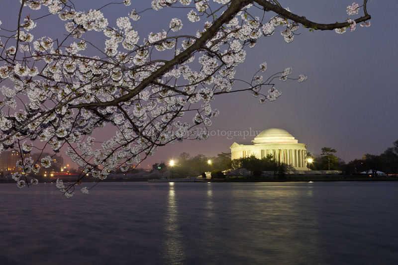 Jefferson Memorial at Dawn, With Cherry Blossoms